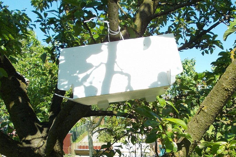 Groźne szkodniki atakują