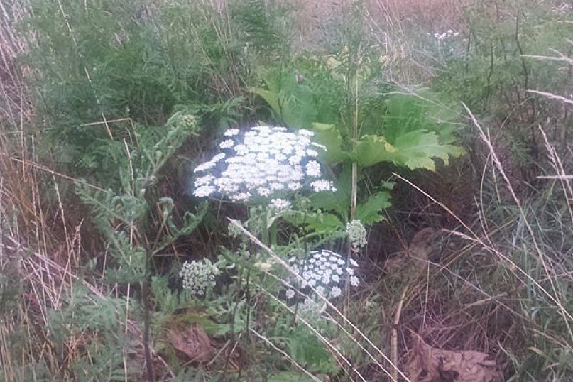 Barszcz Sosnowskiego w okolicach Inowrocławia