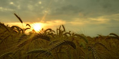 Wniosek o oszacowanie strat w rolnictwie. Przedłużony termin składania dokumentów-11593