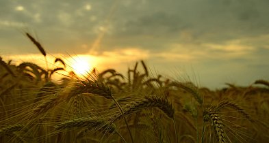 Wniosek o oszacowanie strat w rolnictwie. Przedłużony termin składania dokumentów-11593