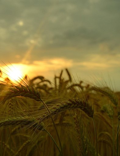 Wniosek o oszacowanie strat w rolnictwie. Przedłużony termin składania dokumentów-11593