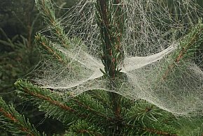 Kupujesz żywą choinkę na święta? Ten szczegół łatwo przeoczyć-12685