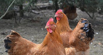 Rzekomy pomór drobiu w regionie. Wojewoda wprowadza obszary objęte ograniczeniami-12389