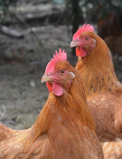 Rzekomy pomór drobiu w regionie. Wojewoda wprowadza obszary objęte ograniczeniami-12389