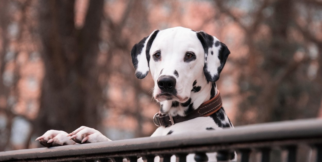 Image by Rebecca Scholz from Pixabay.com