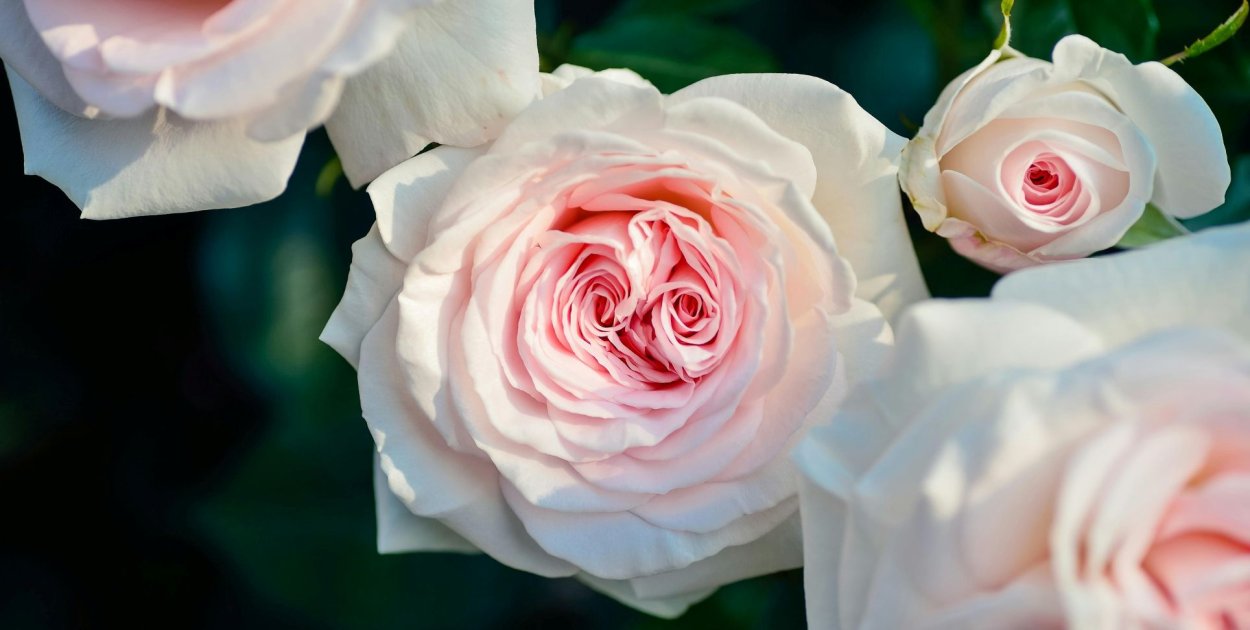 Jak wybrać idealny bukiet na każdą okazję? Poczta z kwiatami w Białymstoku